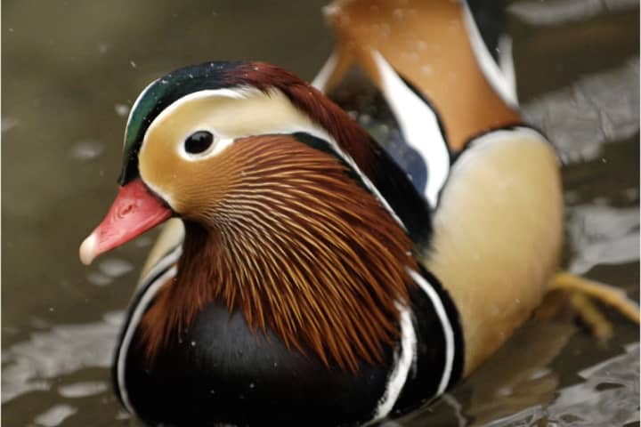 Seen It? Brightly Colored, Rare Mandarin Duck Comes Out Of Nowhere To Strut Stuff In Manhattan