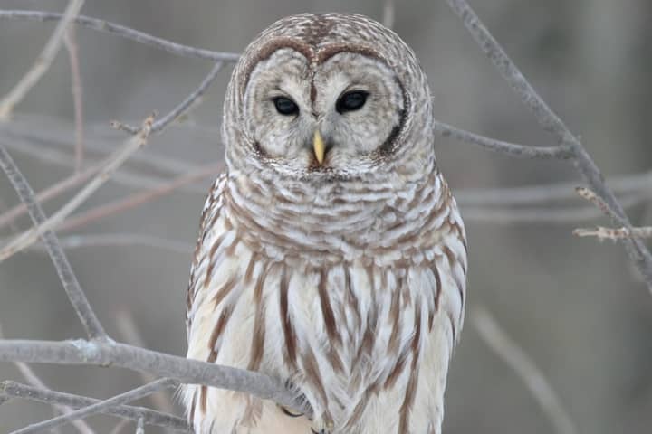 Two Owls Have Been Struck, Killed By Vehicles In Fairfield County In As Many Weeks