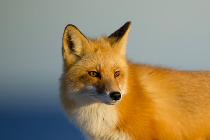 Rabid Fox Bit Jersey Shore Child, Maybe 2 Other Neighbors,  Health Officials Say