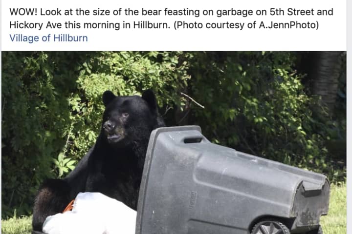 No One Interrupted This Massive Black Bear's Feast In Hillburn