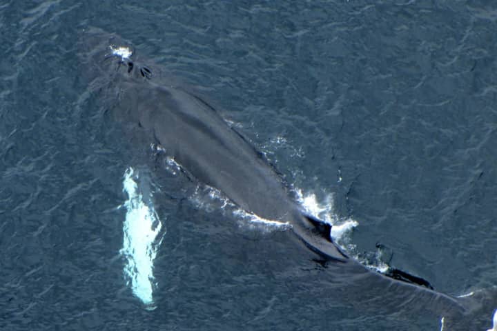 Whale Frees Itself From Fishing Net Off Long Island Coast