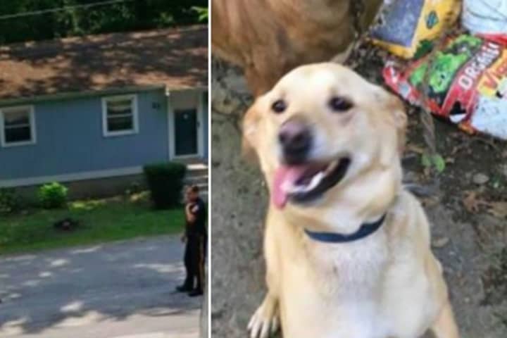 Outrage Spreads After Vernon Police Officer Shoots, Kills Dog 'Hiro' Outside His Home