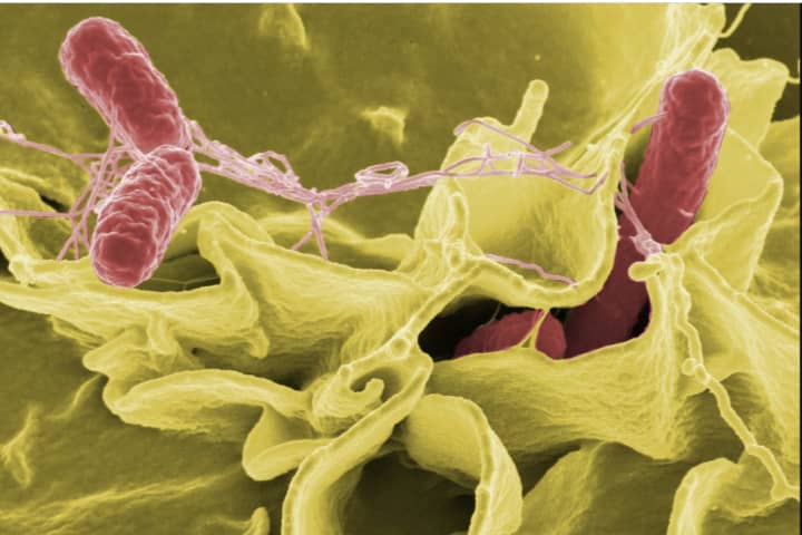 Separate Salmonella Outbreaks Sicken 890 In 48 States