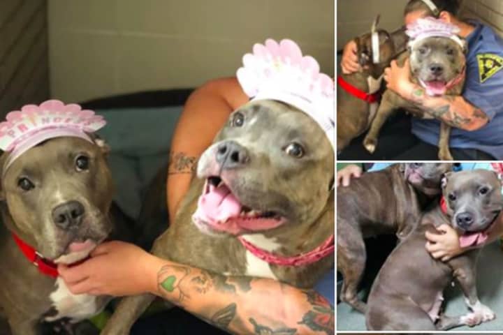 Meet The Meatballs: Pitbulls Abandoned In Bloomfield Park Need Fur-Ever Family