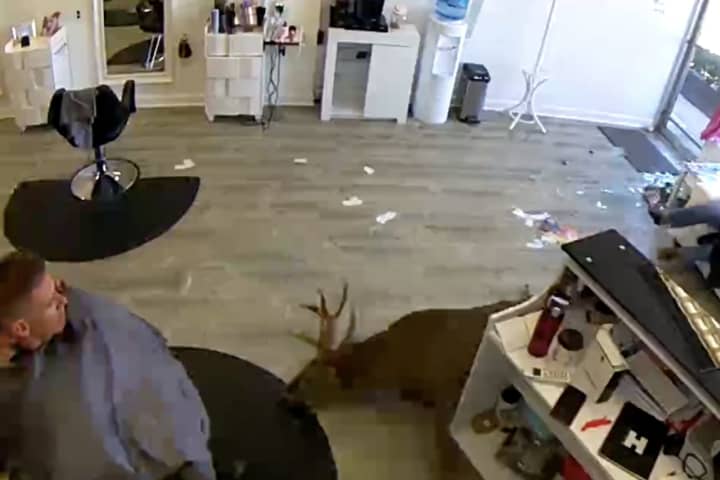 Video: Deer Crashes Through Window Of Long Island Hair Salon
