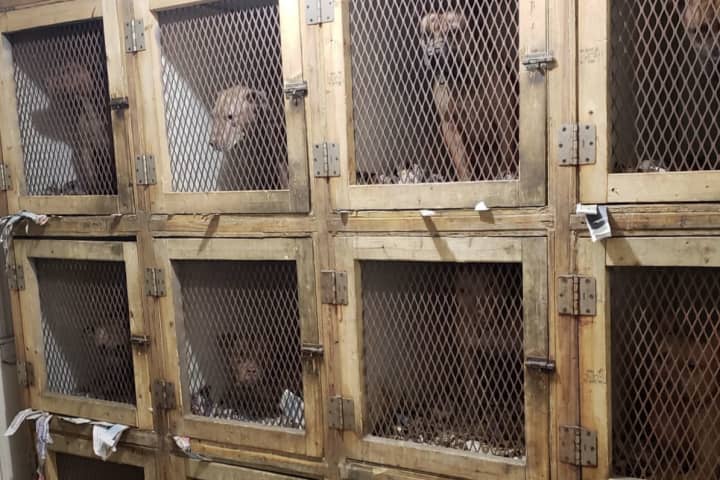 Dogfighting Ring Targeted In Nassau County, NYC Raids