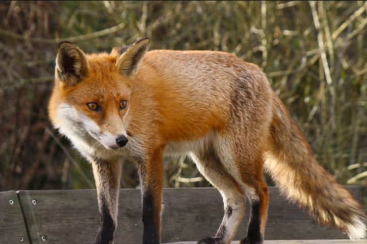 Official Issues Warning After Fox Attacks Family, Dog In Westchester