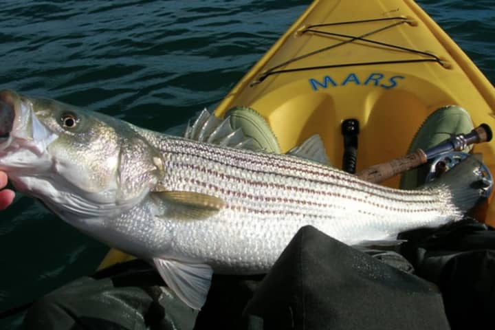 THROW 'EM BACK: Fishing Rule Bans Trophy Stripers In New Jersey