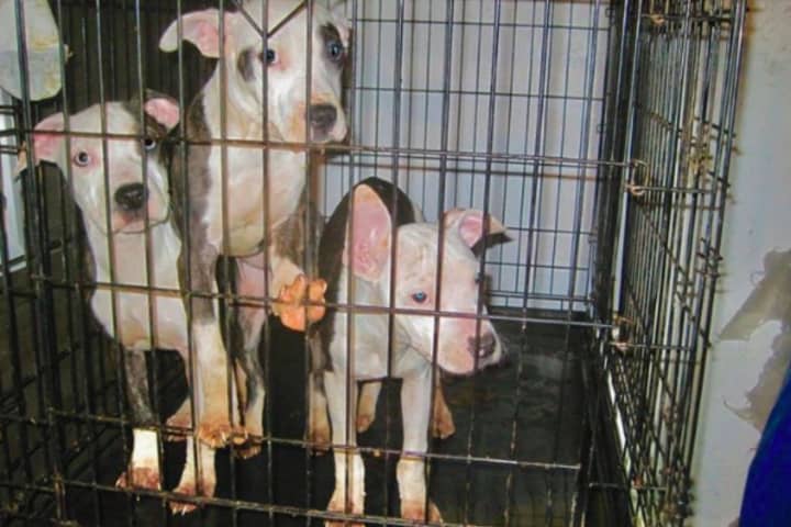Dogs Starving, Shivering Found Crated Outside In Freezing Monmouth County Temps, Rescuers Say