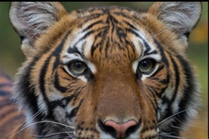 COVID-19: Tiger At Bronx Zoo Tests Positive, Becoming First US Case In An Animal