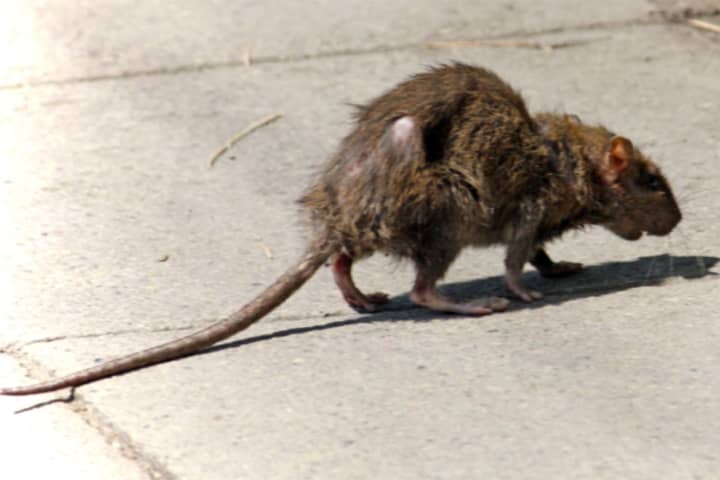 COVID-19: Rats! CDC Issues Warning For 'Aggressive,' 'Hungry' Rats Amid Pandemic