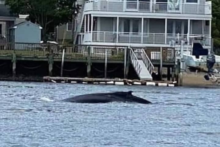 Boaters Urged To Avoid Portion Of NJ River Where Humpback Whale Spotted Swimming