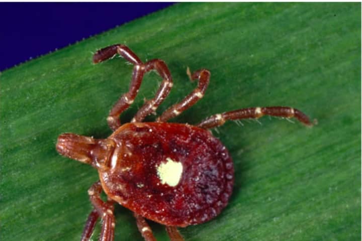 Aggressive, Human-Biting Lone Star Tick Becoming More Common In NY, CT