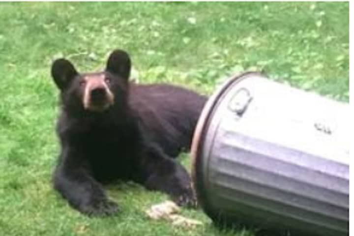 Brand-New Sighting: See Photo Of Bear Talking Trash In Hudson Valley