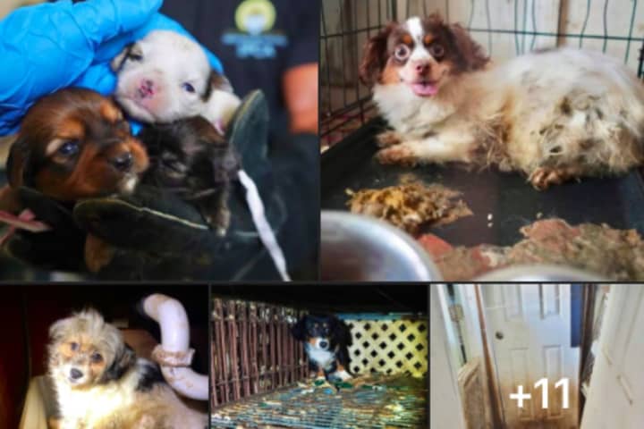 60 Dogs Rescued In Central Jersey Need Care, Foster Homes