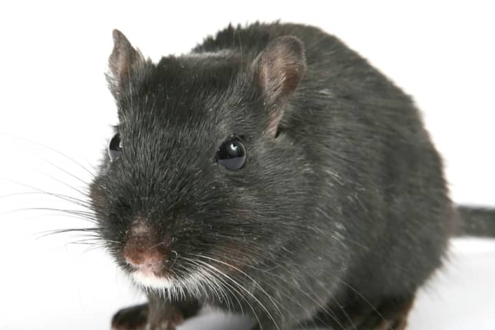 COVID-19: Alert Issued For Increased Reports Of Rodent Activity In Rockland