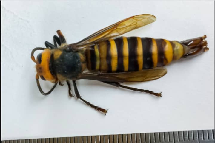 First Male 'Murder Hornet' Trapped In US: Here's Why That's A Good Thing, Researchers Say