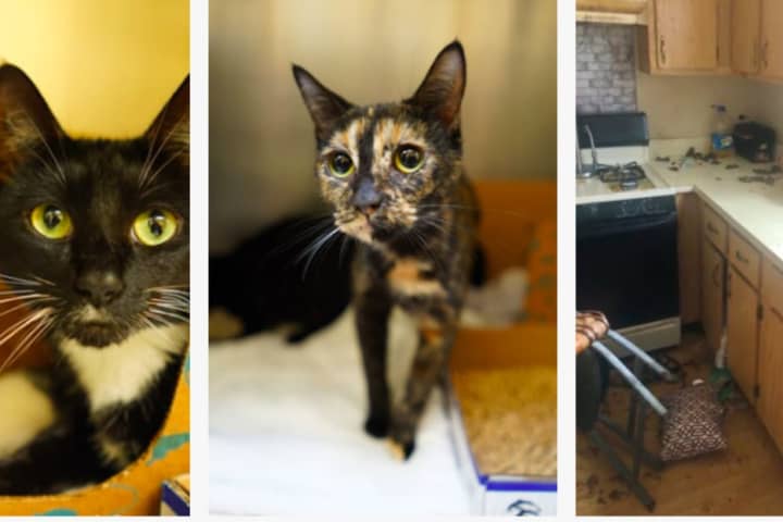 Monmouth SPCA Rescues 30 More Stranded Cats From Vacant Home, Absolutely Deplorable Conditions