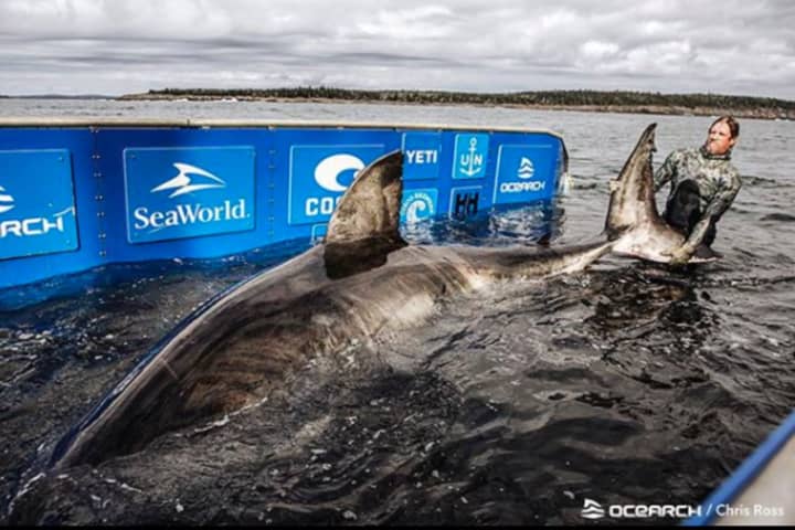 3,500-Pound Great White Shark Pinged Off Jersey Shore Coast