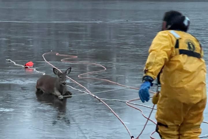 PHOTOS: Warren County Volunteer Firefighters Rescue Deer Trapped In Silver Lake Ice