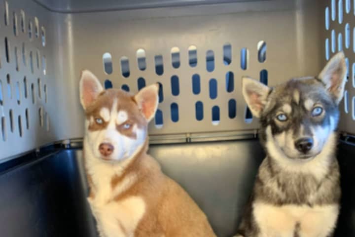 17 Puppies Rescued By Pennsylvania SPCA Over Welfare Concerns
