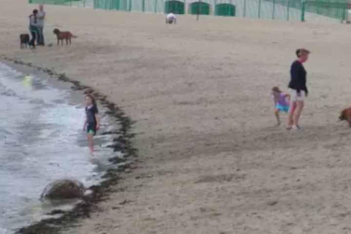 NO DOGS: 'Best Friend' Banned At Jersey Shore Beaches