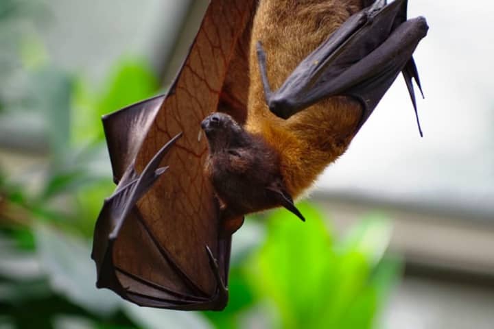 Pennsylvania Child Playing With Rabid Bat Gets Bitten