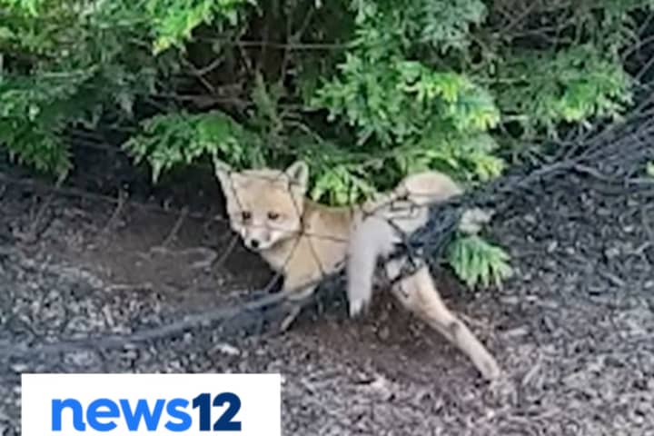 Officers Rescue Baby Fox Trapped In Morris County Resident’s Backyard Netting