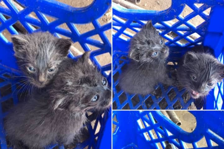 ‘Purrfect Ending:’ Warren County Construction Workers Rescue Kittens From Skid Steer Engine