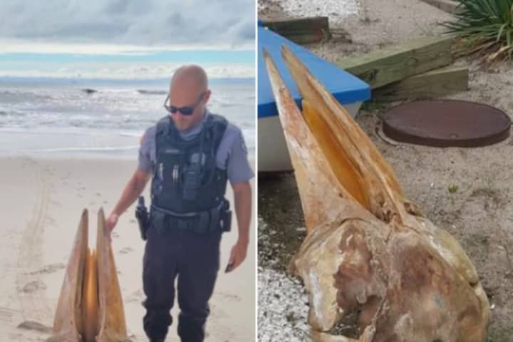 Giant Whale Skull Washes Up On Jersey Shore