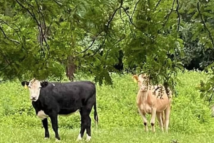 'Keep An Eye Out:' Emergency Crews Search For Missing Cows In Hunterdon County