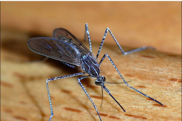 8 Mosquito Samples Test Positive For West Nile Virus In Suffolk County