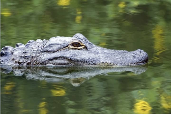 Alligator Spotted At River In Region