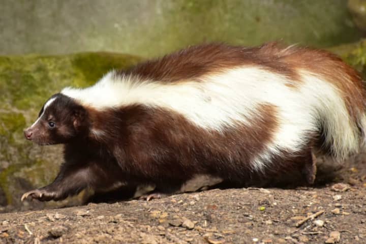 What's That Smell? Rabid Skunk Found In Central Jersey