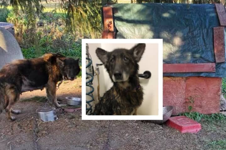 Hospice Home Sought For Dog With Terminal Cancer Who Spent Life Chained To Doghouse