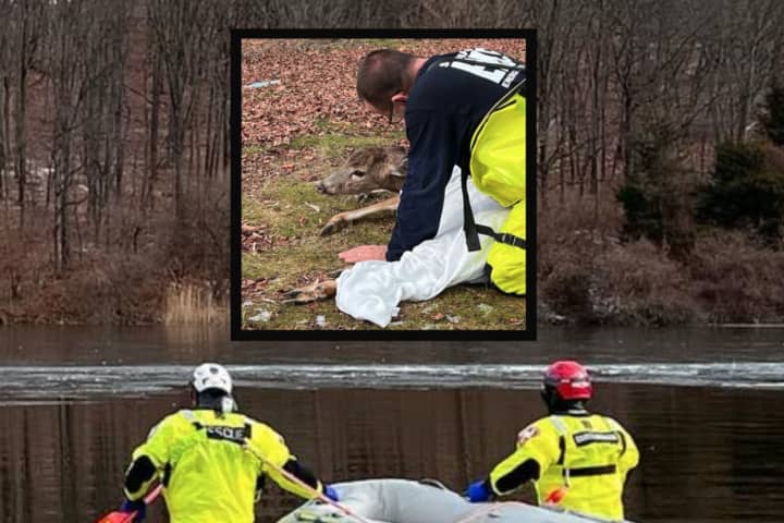 Deer Stuck On Ice Rescued From Hunterdon County Reservoir (PHOTOS)