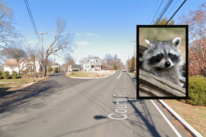 Raccoon Tests Positive For Rabies In Frenchtown