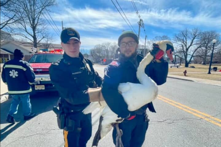 Hurt, Stranded Swan Rescued From Lake Musconetcong Dam (PHOTOS)