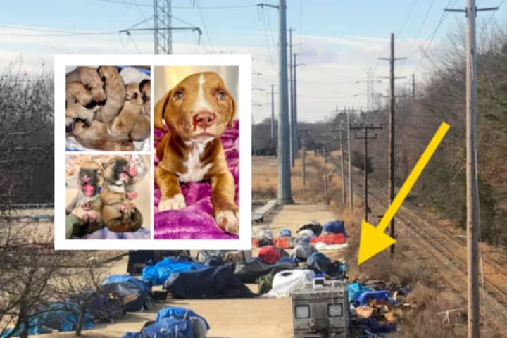 Box Of Newborn Puppies Left For Dead Among 2 Animal Cruelty Cases On Jersey Shore