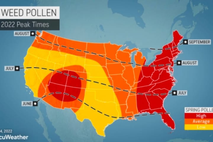 Domination Of This Pollen Type Will Make End Of Allergy Season Particularly Bad: Forecasters