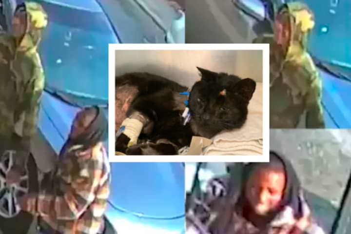 Cat Mauled In Heinous Dog Attack Fighting For His Life, 2 In Custody