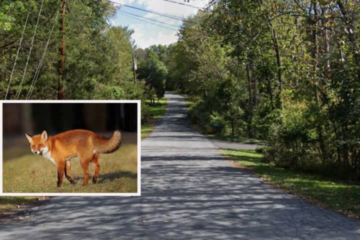 Fox Tests Positive For Rabies In Hunterdon County