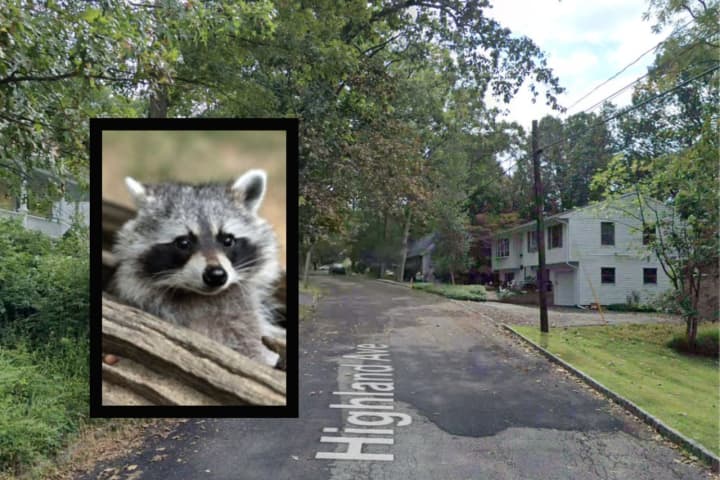 Raccoon Tests Positive For Rabies In Hunterdon County