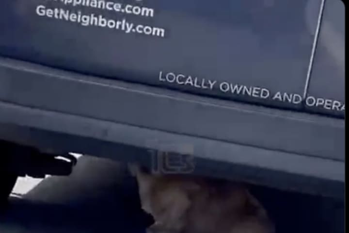 (VIDEO) Dog Under Van Causes Traffic Jam In Lakewood