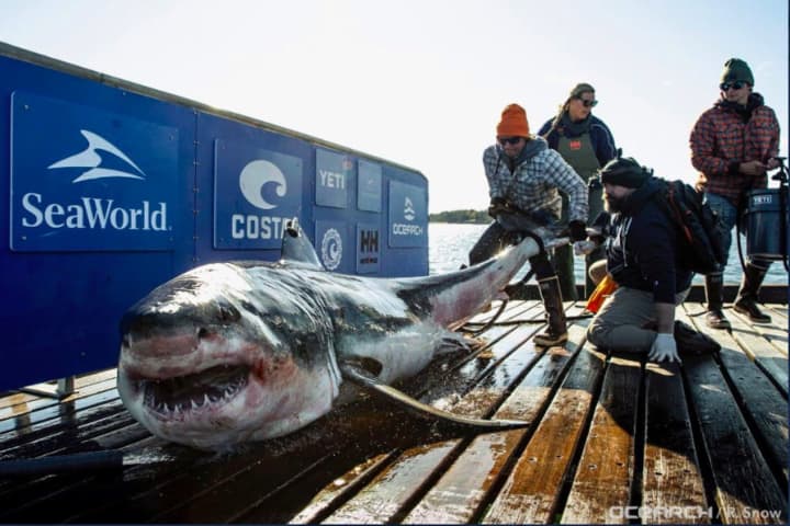 1,000-Pound Shark Pinged Off NJ Coast