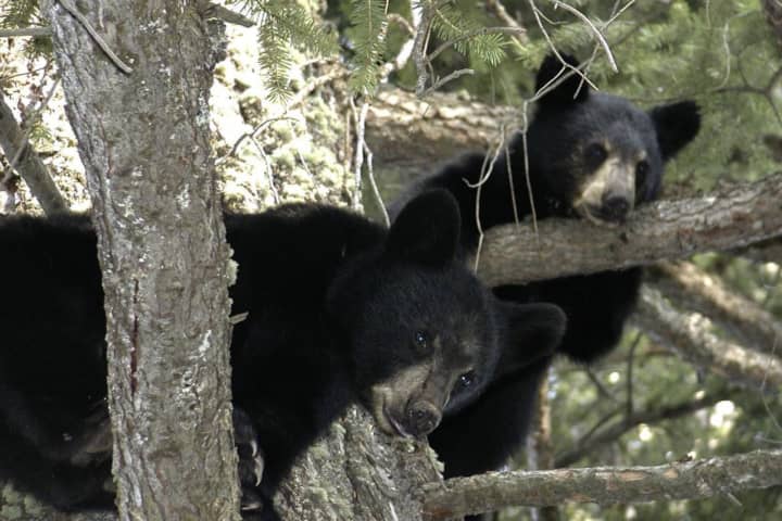 Cubs Rescued, Rehabbing After Mother Bear Shot And Killed In Newtown