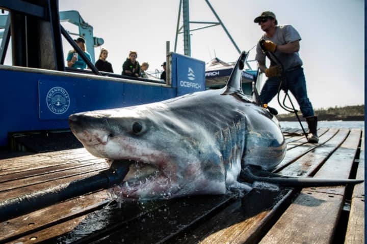 715 Pound Shark Pinged Off NJ Coast