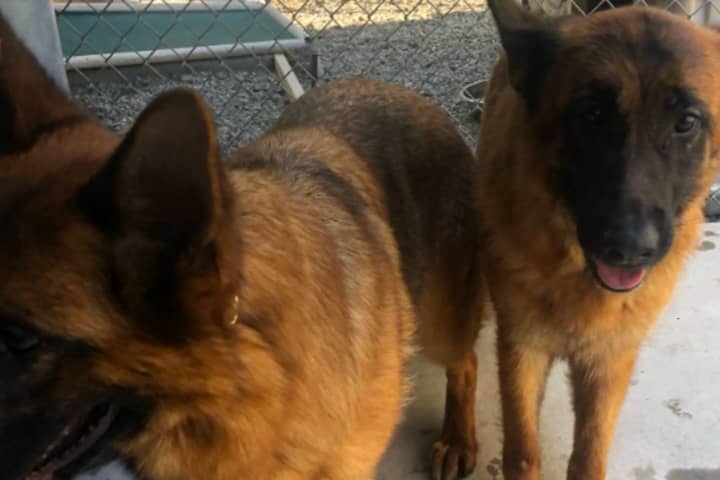 Squatter Bred 19 Dogs Who Tried Escaping Feces-Covered NJ Mansion, Officials Say