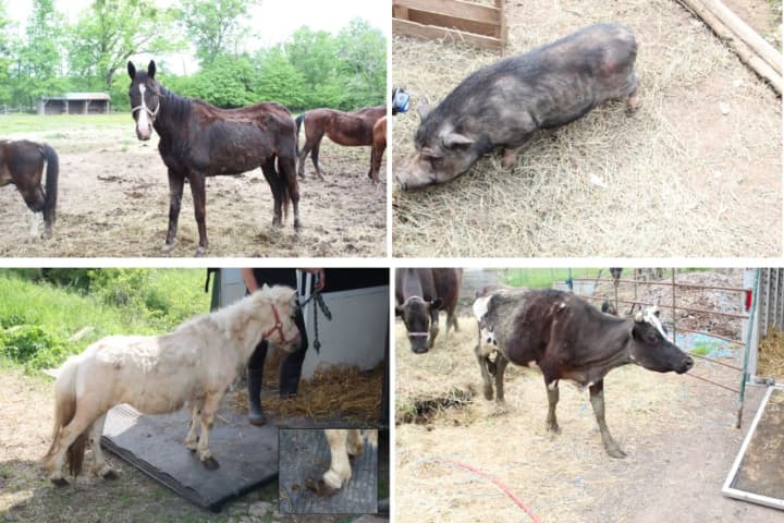 Dozens Of Neglected, Dead Animals Found At NJ Rescue Group, Owner Slapped With Cruelty Charges