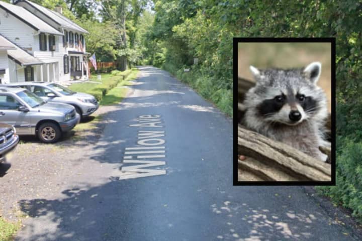 Raccoon Tests Positive For Rabies In Hunterdon County